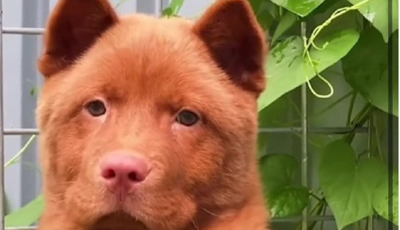 DA LI JE KUCA ILI MACA? Jedna od najstarijih rasa privlači pažnju svojim riđim krznom i specifičnim izgledom