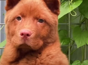 DA LI JE KUCA ILI MACA? Jedna od najstarijih rasa privlači pažnju svojim riđim krznom i specifičnim izgledom