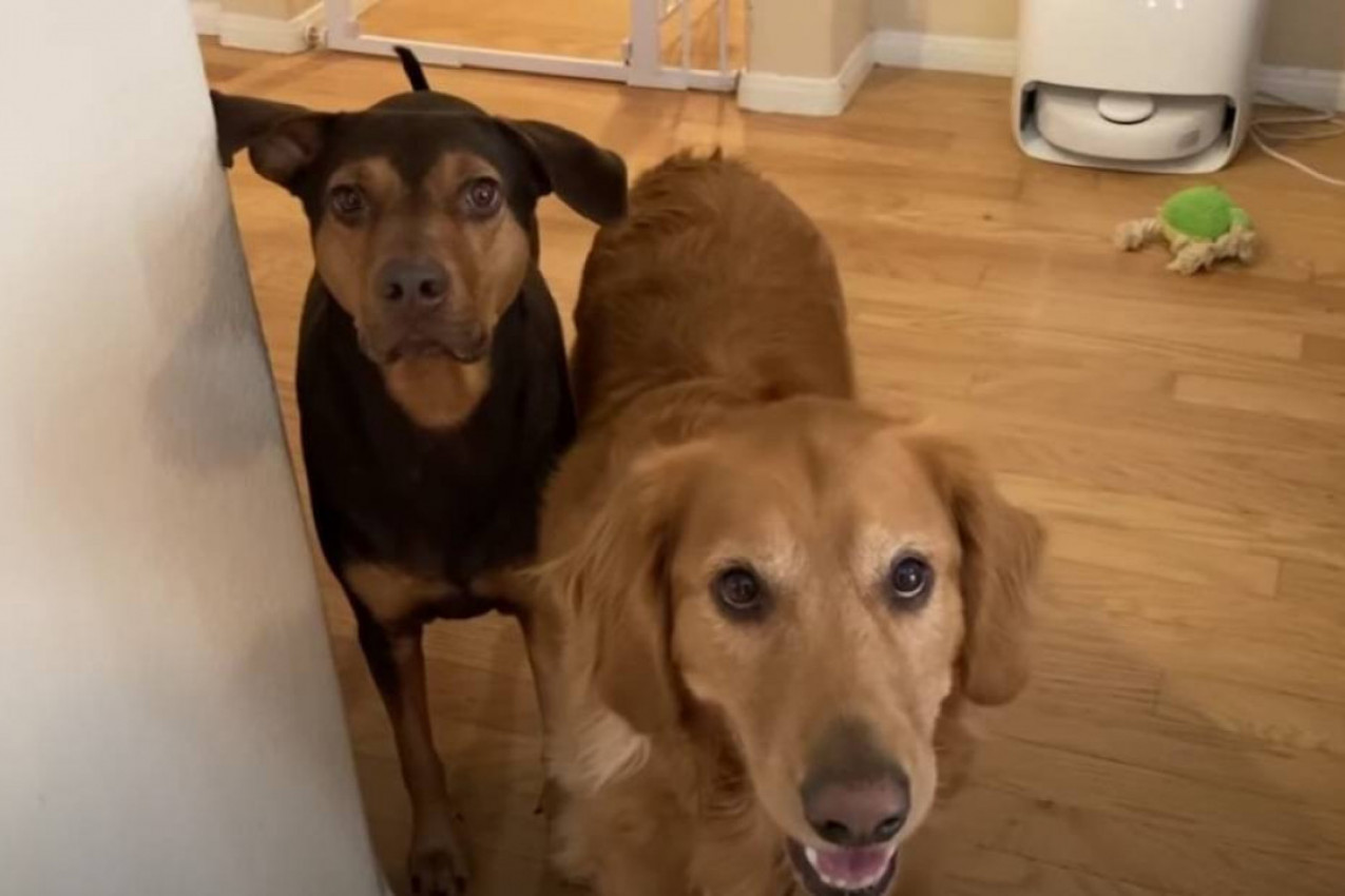 PSI POMAŽU VLASNICI U KUĆNIM POSLOVIMA: Salem je postao hit zbog pidžame