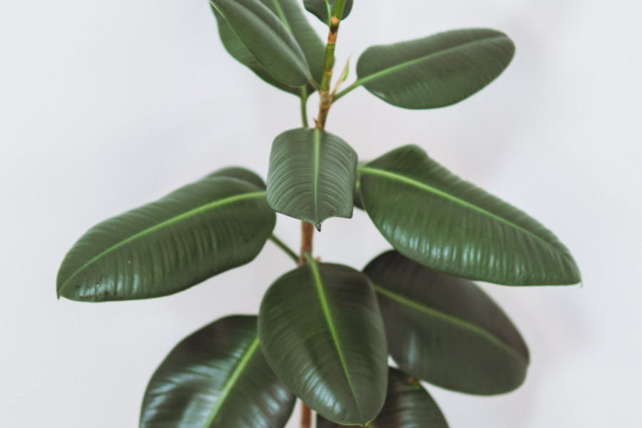 BILJKA KOJA PODSTIČE DOBRU ENERGIJU U KUĆI: Evo gde treba da stoji da bi se privuklo bogatstvo