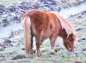 JEDNA ŽELJA SE NIKAD NE PRERASTE: Sve devojčice žele svog PONIJA, a evo i zašto!