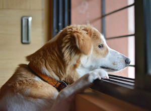 ZAOKUPITE PAŽNJU KUĆNOG LJUBIMCA: Njima je dosadno bez vas