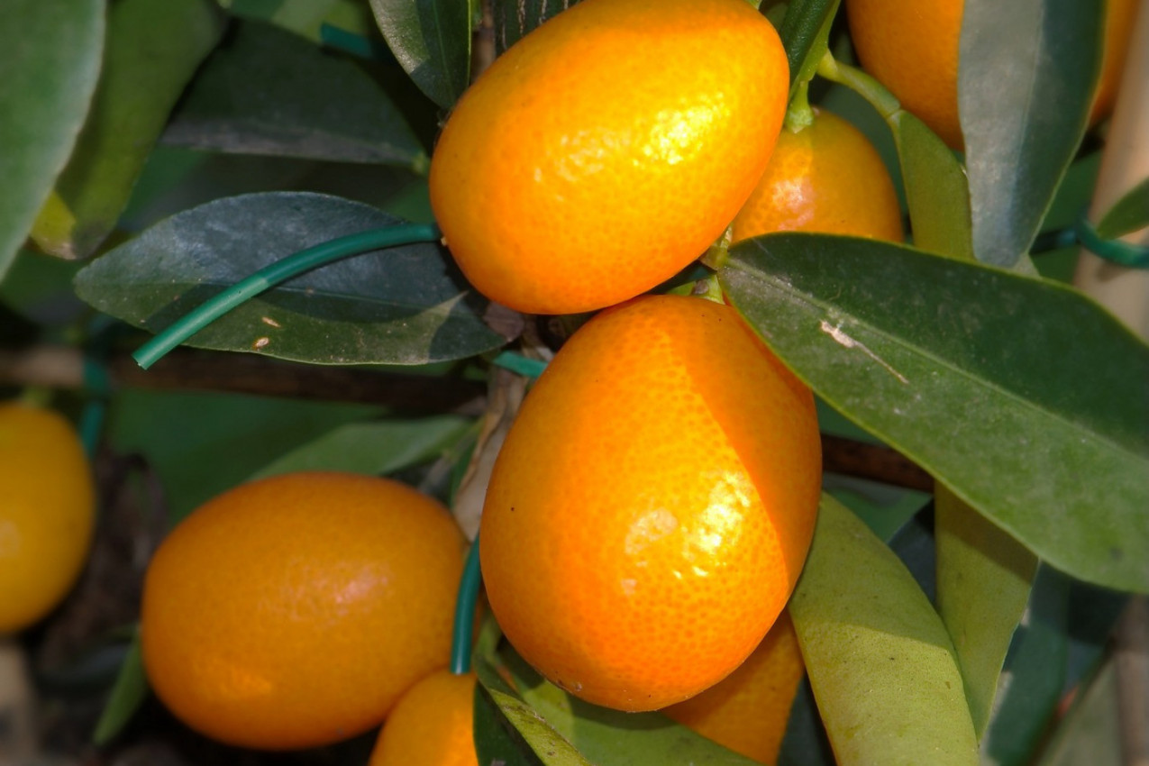 KUMKVAT, VOĆE KOJE UKLANJA DEPRESIJU I NADUTOST: Idealno za jačanje imuniteta