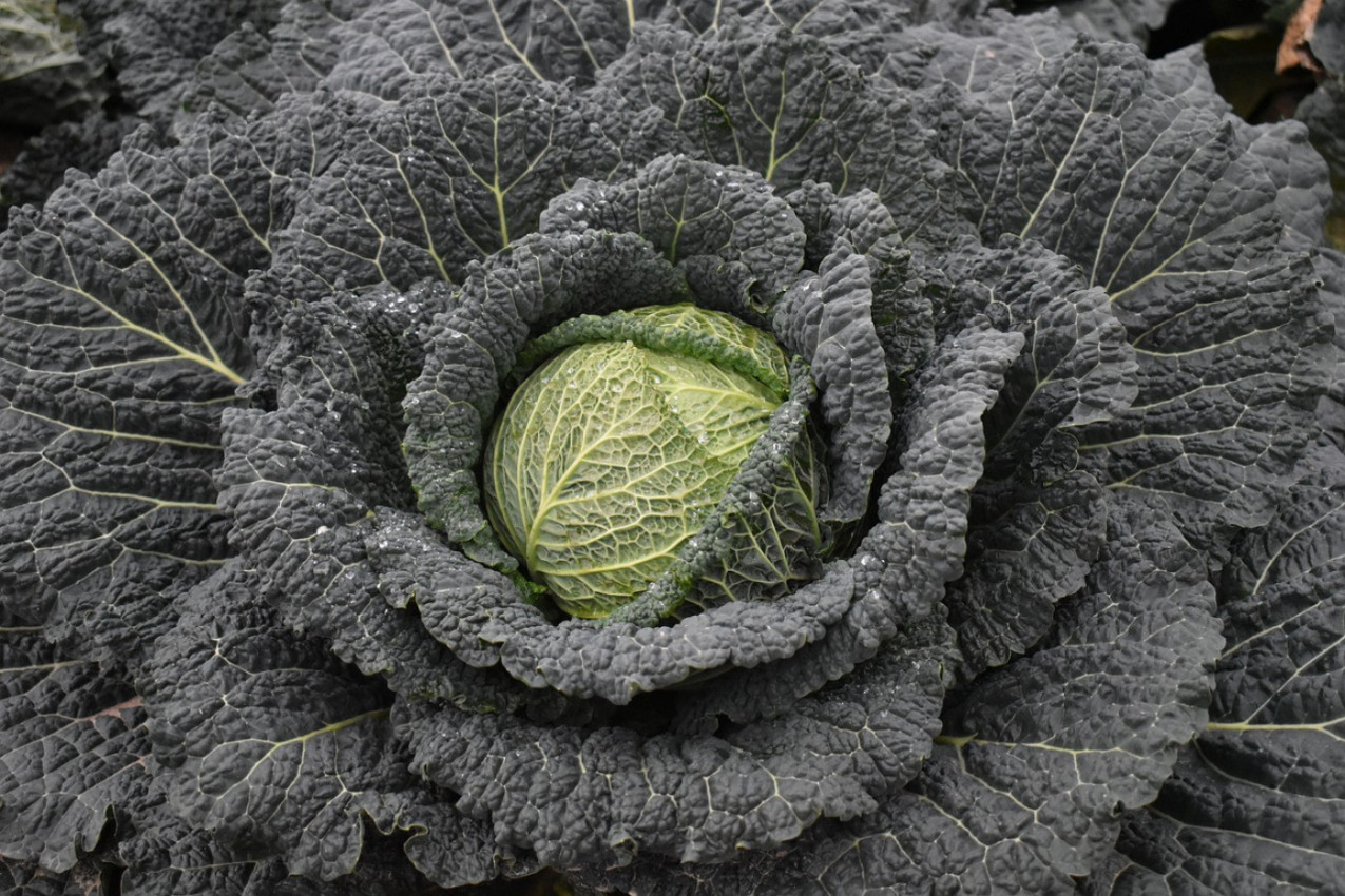 KREM ČORBA OD KELJA: Da dopunite organizam vitaminima