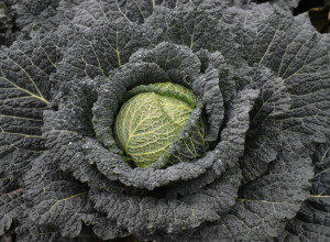 KREM ČORBA OD KELJA: Da dopunite organizam vitaminima