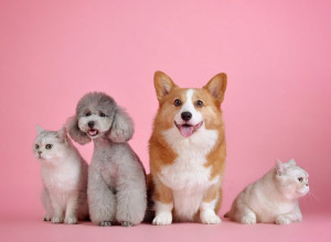 ZEMLJA U KOJOJ PSI UŽIVAJU U LUKSUZU: Od taksija do toplih banja i kafića