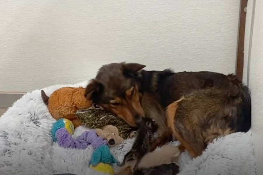 KERUŠA MAJLO JE MAJKA SA VELIKIM M: Othranila je tri mačeta kada su njeni štenci uginuli (VIDEO)