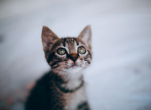 ONA BI PONOVO DA BUDE MALA: Mačka zaboravila da nije više MAČE!