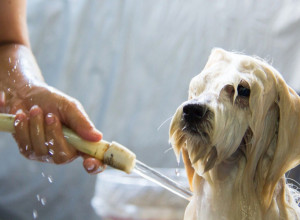 NAPRAVITE ZABAVU OD KUPANJA PASA: I ispoštujte savete veterinara