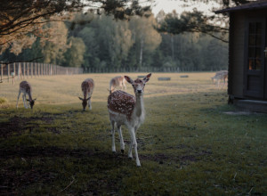 PRIJATELJSTVO KOJE TRAJE GENERACIJAMA: Mama srna ima neobičnog druga!