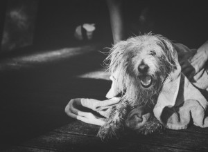 IZVINITE, JA BIH SAMO MALO... Pas načisto zbunio cimerku MAČKU!