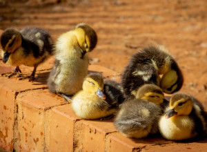 DEVOJČICA OKRUŽENA PATKAMA: Ništa slađe još uvek niste videli!