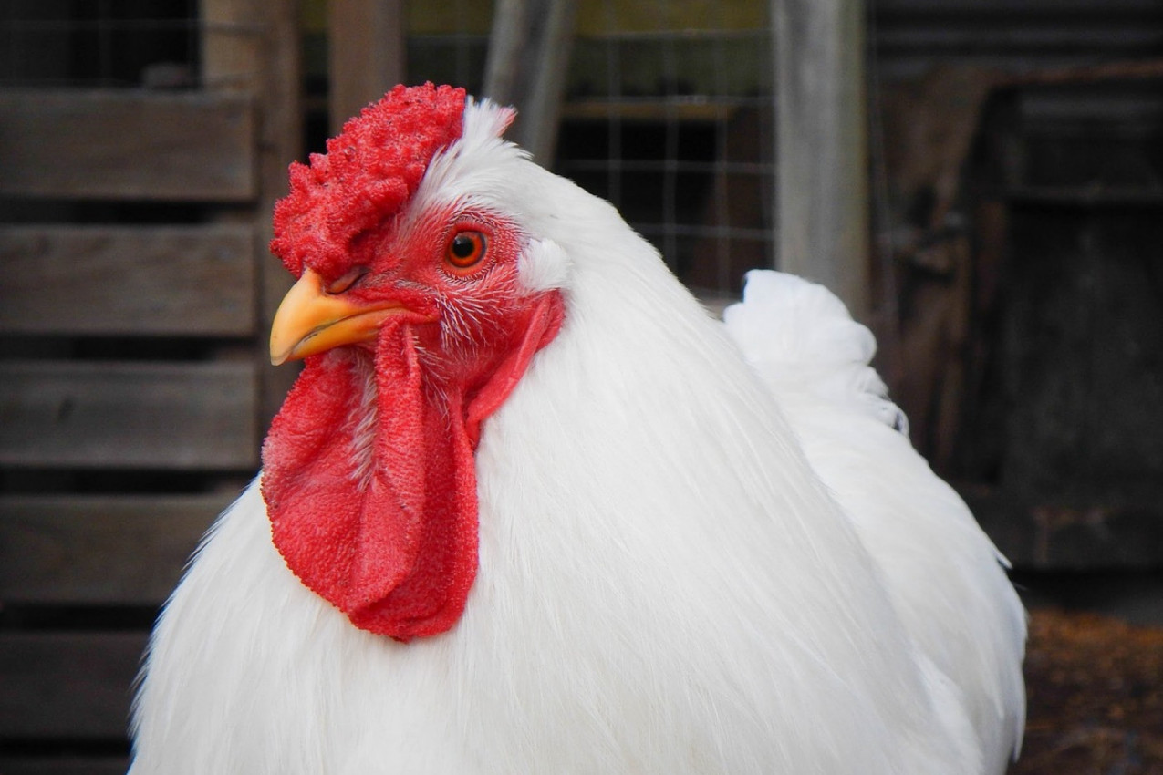 KOKOŠKA USVOJILA TRI MAČETA: Sedi i greje ih kao svoje piliće