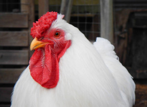 KOKOŠKA USVOJILA TRI MAČETA: Sedi i greje ih kao svoje piliće