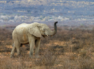SLON VOLI DA SE SANKA: Jeste da nema snega, ali svakako uživa!