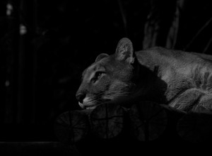 PUMA KAO KUĆNI LJUBIMAC Plašite li se da se igrate sa njom?!