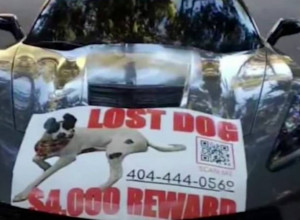 KORVETA I 4.000 DOLARA ZA PSA: Nagrada za onoga ko pronađe Marli