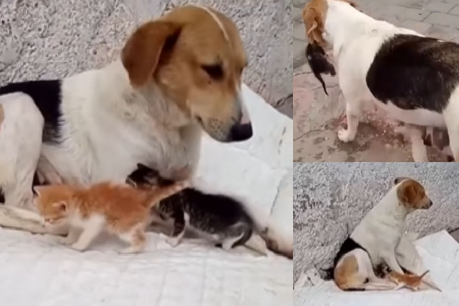 MAMA KUCA IMA BEBE MAČKE: Preslatka porodica se jako voli!