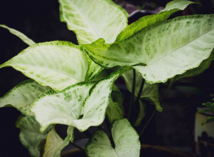 IZAZIVAJU TROVANJE, SLEPILO I MIGRENE: Ove BILJKE svi imamo u stanu, a ne znamo koliko su toksične!