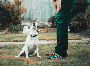DA LI SI POLUDELA? Kuca se naljutila na vlasnicu zbog jedne stvari!