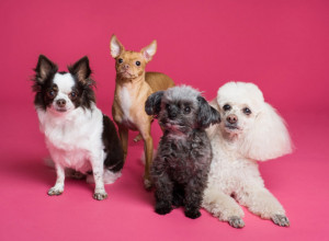 I U DOBRU I U ZLU: OVIH 15 rasa pasa će uvek biti pored vas!