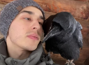 VRANA KAO KUĆNI LJUBIMAC: Goša i Aleksandar su najbolji drugari!