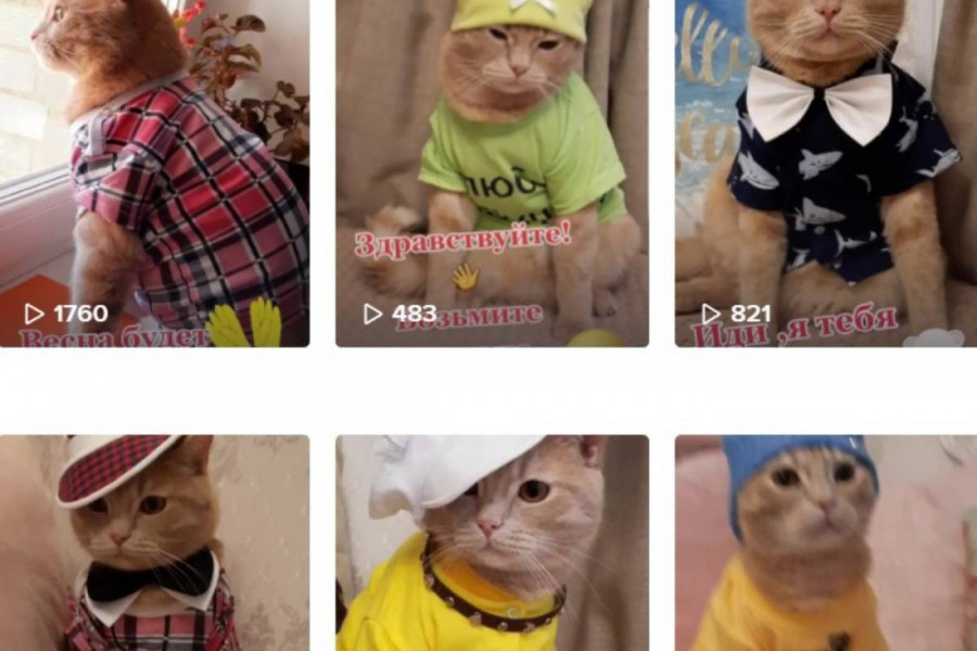 Mačak Rižik je zvezda TikToka i danas će vas slatko nasmejati!