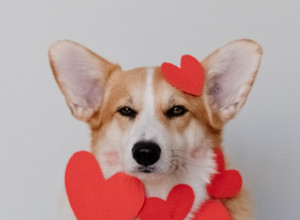 TREBALO BI DA UČIMO OD ŽIVOTINJA: Roditeljska ljubav je nenadmašna! (VIDEO)