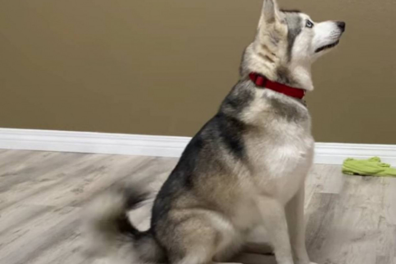 Klej Kaj, minijaturna verzija haskija: Rasa za koju niste ni znali da postoji