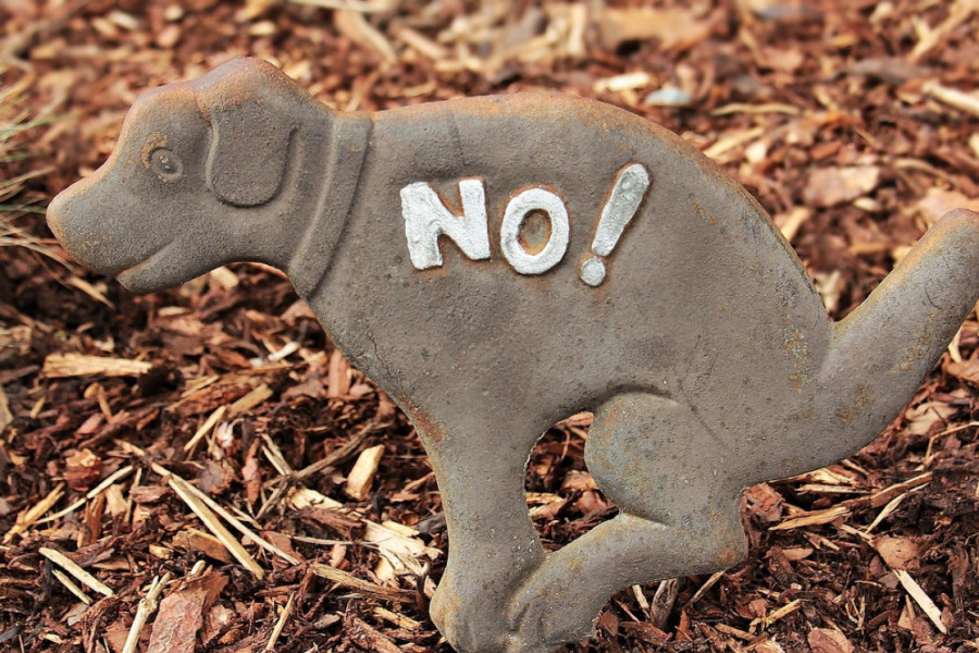 Žena kažnjena jer nije pokupila pseći izmet: Kazna stigla posle šest meseci iz grada udaljenog  650 kilometara
