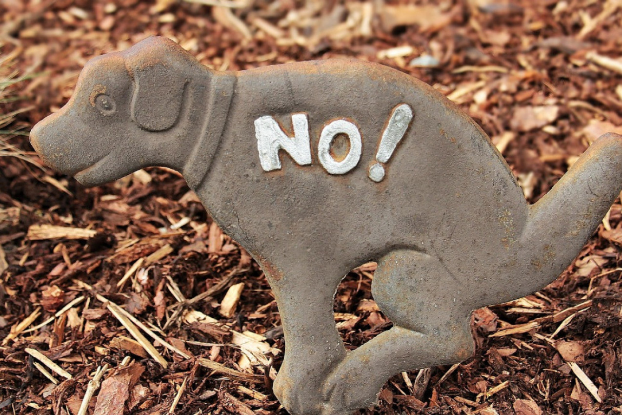 Žena kažnjena jer nije pokupila pseći izmet: Kazna stigla posle šest meseci iz grada udaljenog  650 kilometara