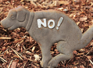 Žena kažnjena jer nije pokupila pseći izmet: Kazna stigla posle šest meseci iz grada udaljenog  650 kilometara