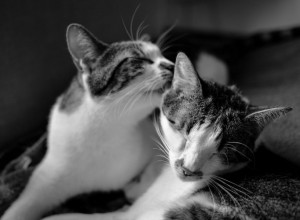 ZANIMLJIVA ZOOLOGIJA: Šta to vezuje mačke i mesec februar?