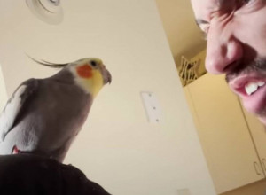 Ljubomorni papagaj: Na sve načine je pokušao da otera dečka svoje vlasnice