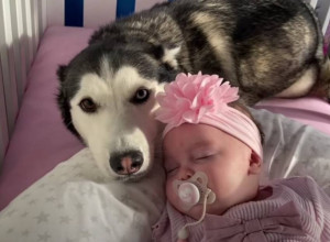 Kad su dadilje četvoronožne: Upoznajte haskije Ruperta, Mimi i Lolu