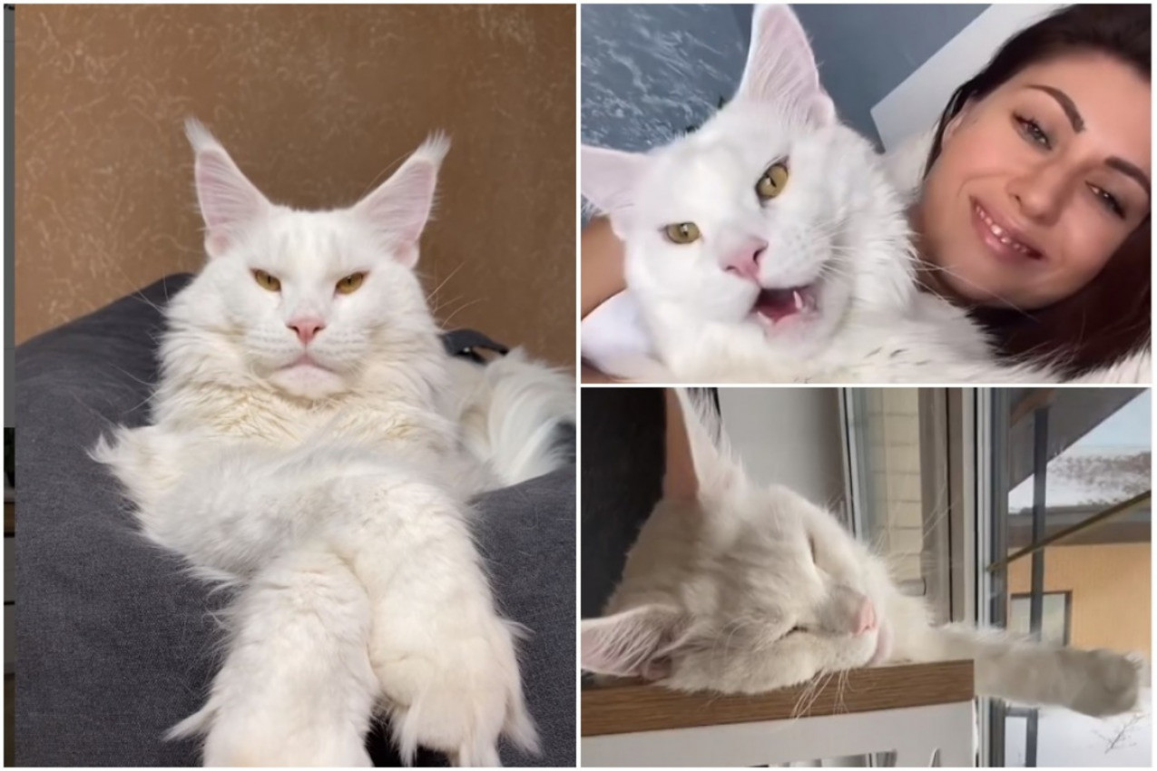 VELIKI NEŽNI DŽIN: Mačak Kefir je umiljat ali ga zbog veličine često mešaju sa psom!