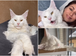 VELIKI NEŽNI DŽIN: Mačak Kefir je umiljat ali ga zbog veličine često mešaju sa psom!