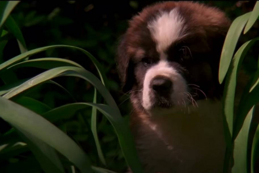 Omiljeni filmovi ljubitelja pasa: U nekima ćete se prepoznati