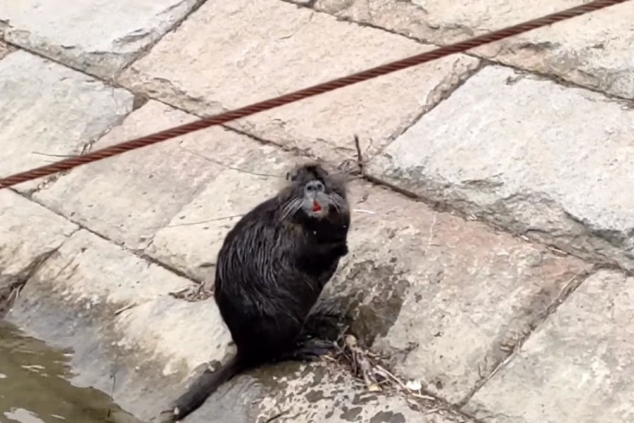 NEĆETE VEROVATI ŠTA JE IZAŠLO IZ SAVE: Prolaznici na keju stajali u čudu i snimali! (VIDEO)