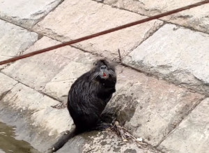 NEĆETE VEROVATI ŠTA JE IZAŠLO IZ SAVE: Prolaznici na keju stajali u čudu i snimali! (VIDEO)