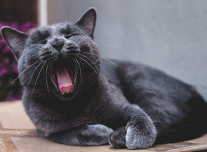 UDAR NA RUSKE MAČKE: Zbog rata u Ukrajini ispaštaju i kućni ljubimci!