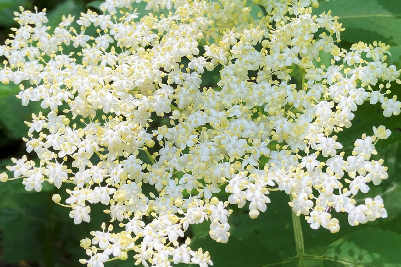 SVETA ili demonska biljka? Koriste je za jačanje imuniteta i ublažavanje kašlja