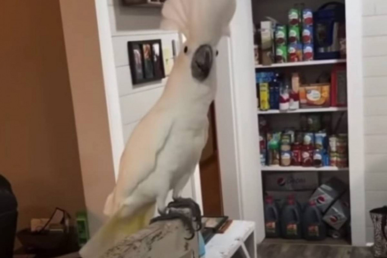 Kakadu Baster ne zatvara usta: Uveče priča tati kako je proveo dan!