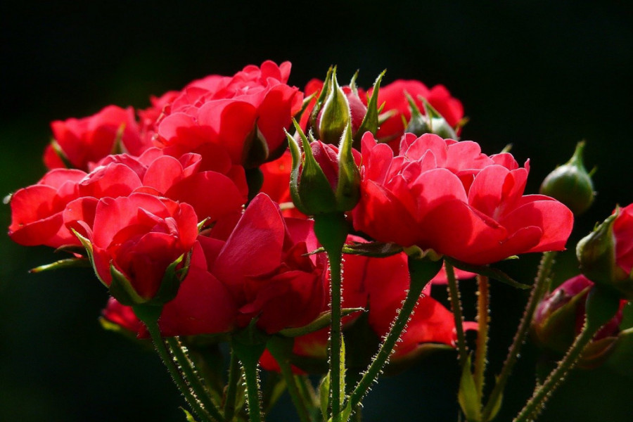 SVAKI CVET IMA ZNAČENJE: Pazite da ne pogrešite prilikom izbora za 8. mart