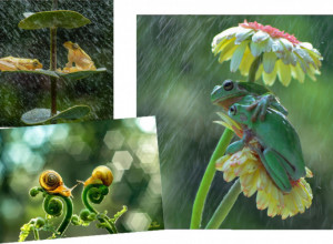 VAŠ MOMENAT ZA UŽIVANJE: Pogledajte šta rade dve žabe na kiši! (FOTO)