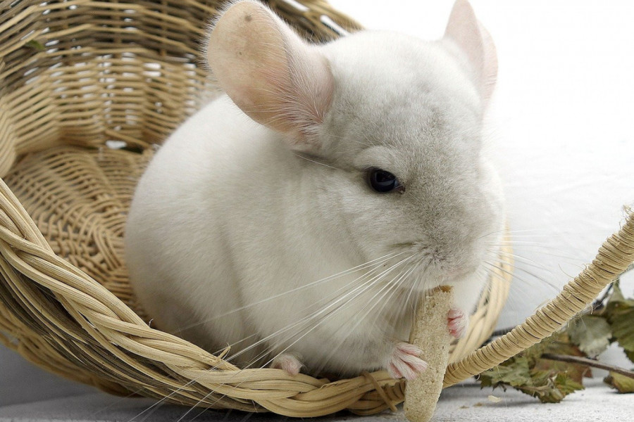 Nećete verovati šta ova činčila radi (VIDEO)