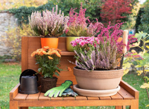 VREME ZA PROLEĆNE RADOVE U VRTU: Mali baštenski trikovi za uspešno uzgajanje biljaka