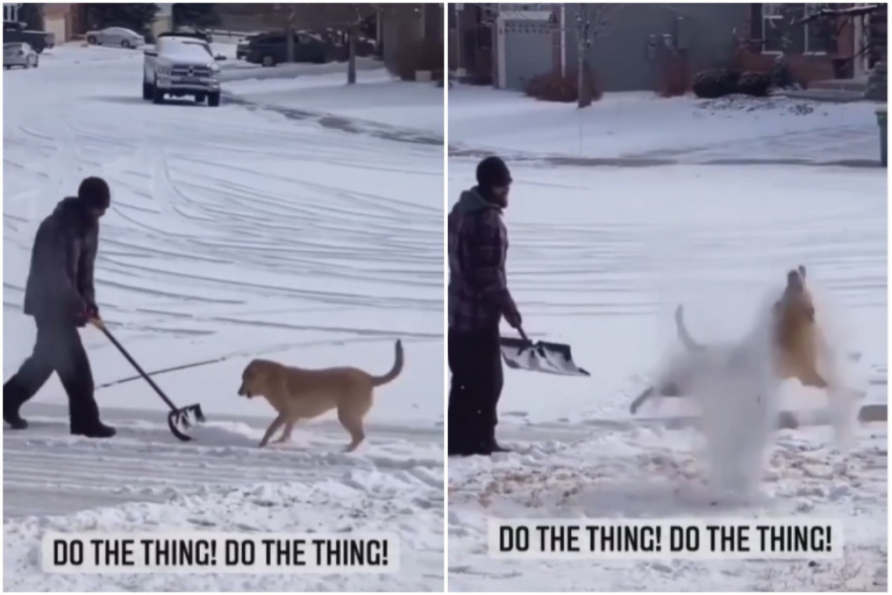 NAJVEĆI OBOŽAVATELJ SNEGA: Pogledajte kako ova kuca uživa u zimi! (VIDEO)