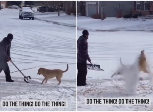 NAJVEĆI OBOŽAVATELJ SNEGA: Pogledajte kako ova kuca uživa u zimi! (VIDEO)
