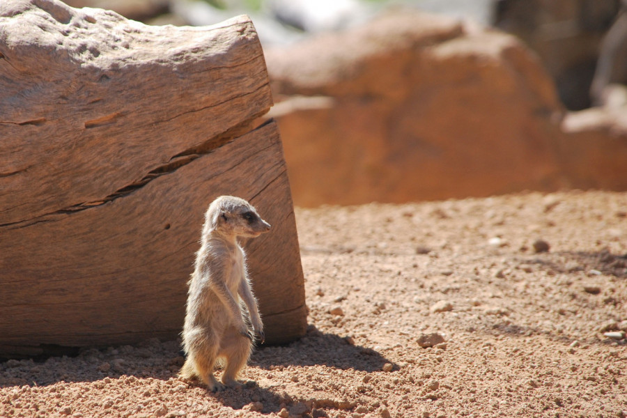 PRESLATKO: Merkati će vam ulepšati ovo jutro (VIDEO)